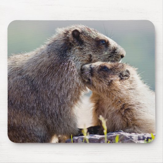 Marmot Moeder met Baby Muismat (Voorkant)