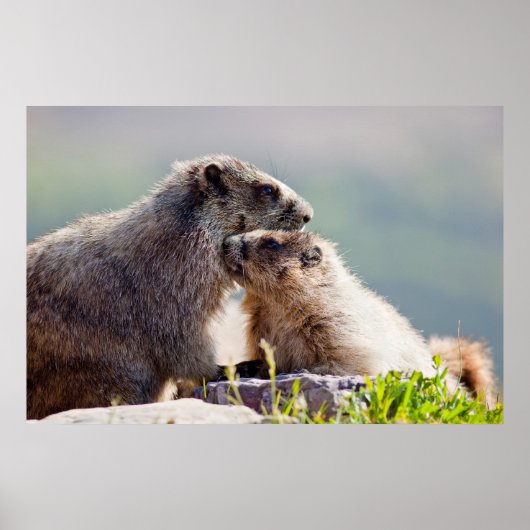 Marmot Moeder met Baby Poster (Voorkant)
