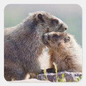 Marmot Moeder met Baby Vierkante Sticker (Voorkant)
