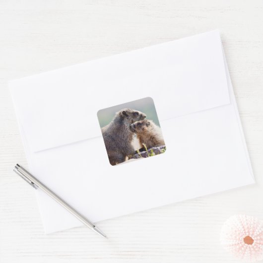 Marmot Moeder met Baby Vierkante Sticker (Envelop)