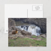 Marmot naast de Herfsten van Palouse Briefkaart (Voorkant / Achterkant)