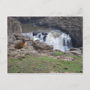 Marmot naast de Herfsten van Palouse Briefkaart