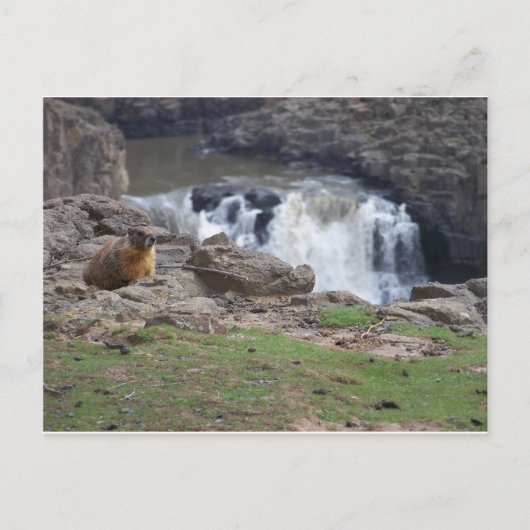 Marmot naast de Herfsten van Palouse Briefkaart (Voorkant)
