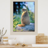 Marmot on Boulder - Sierra Nevadas California Poster (Keuken)