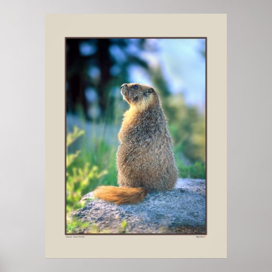 Marmot on Boulder - Sierra Nevadas California Poster (Voorkant)