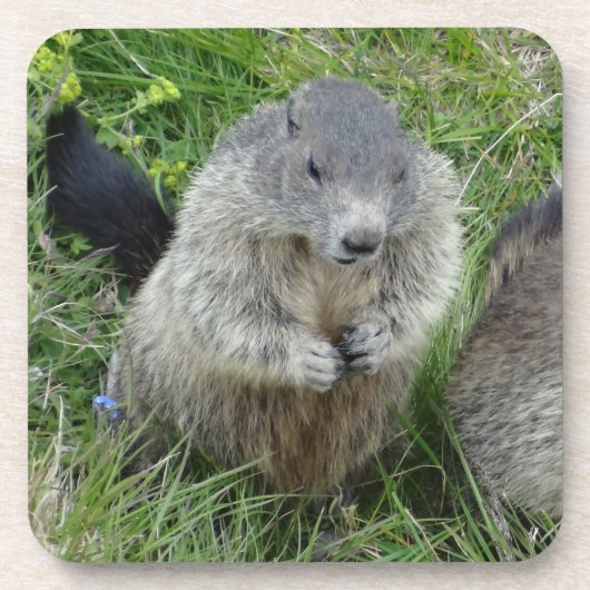 Marmot onderzetters (Voorkant)