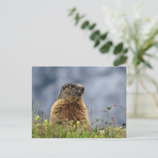 marmot op alpenweide briefkaart (Staand voorkant)