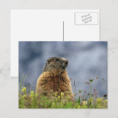 marmot op alpenweide briefkaart (Voorkant / Achterkant)