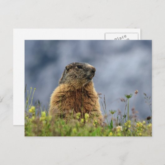 marmot op alpenweide briefkaart (Voorkant / Achterkant)