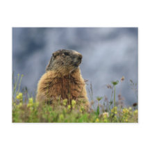 marmot op alpenweide
