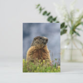 marmot op alpenweide briefkaart (Staand voorkant)