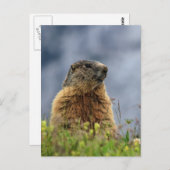 marmot op alpenweide briefkaart (Voorkant / Achterkant)