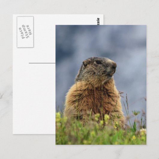 marmot op alpenweide briefkaart (Voorkant / Achterkant)