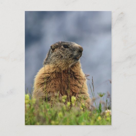 marmot op alpenweide briefkaart (Voorkant)
