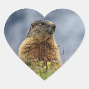marmot op alpenweide hart sticker
