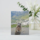 Marmot op Furka Pass Briefkaart (Staand voorkant)