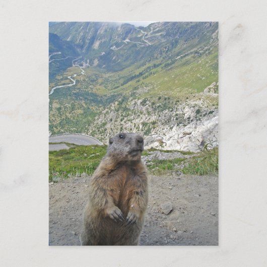 Marmot op Furka Pass Briefkaart (Voorkant)