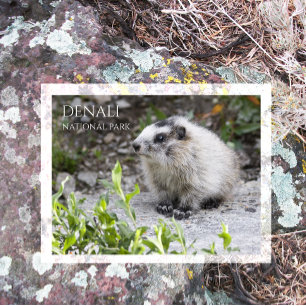 Marmot Pup, Denali Nationaal Park Briefkaart