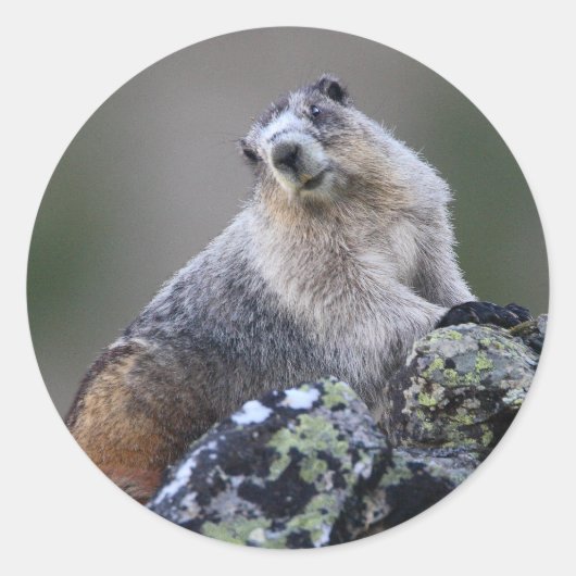 marmot ronde sticker (Voorkant)