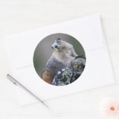 marmot ronde sticker (Envelop)