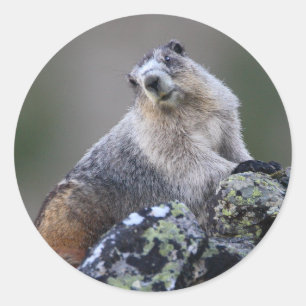 marmot ronde sticker