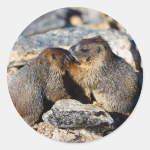 marmot ronde sticker