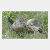Marmot stickers (Voorkant)