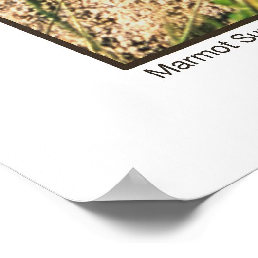 Marmot Sun Salute Poster (Hoek)