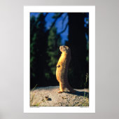 Marmot Sun Salute Poster (Voorkant)