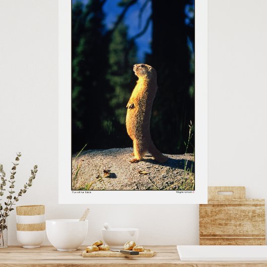 Marmot Sun Salute Poster (Keuken)