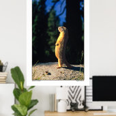 Marmot Sun Salute Poster (Thuiskantoor)