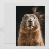 Marmot Wild Animal Elegant Dramatisch Mist Portret Aankondiging (Voorkant / Achterkant)