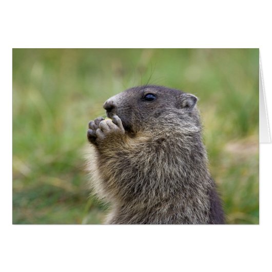 Marmota marmota (Voorkant Horizontaal)