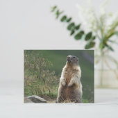 Marmota marmota briefkaart (Staand voorkant)