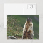 Marmota marmota briefkaart (Voorkant / Achterkant)