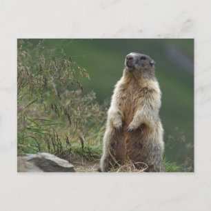 Marmota marmota briefkaart
