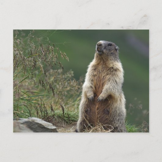Marmota marmota briefkaart (Voorkant)