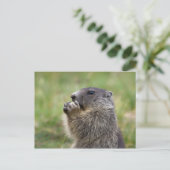 Marmota marmota briefkaart (Staand voorkant)