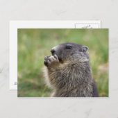 Marmota marmota briefkaart (Voorkant / Achterkant)