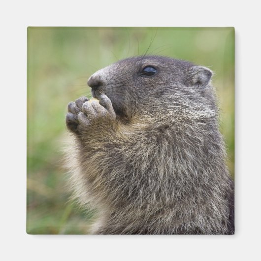 Marmota marmota magneet (Voorkant)