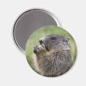 Marmota marmota magneet (Voorkant / Achterkant)