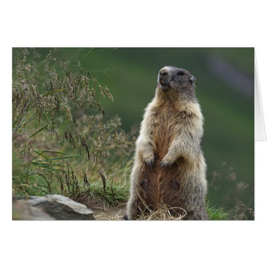Marmota marmota Murmeltier (Voorkant Horizontaal)