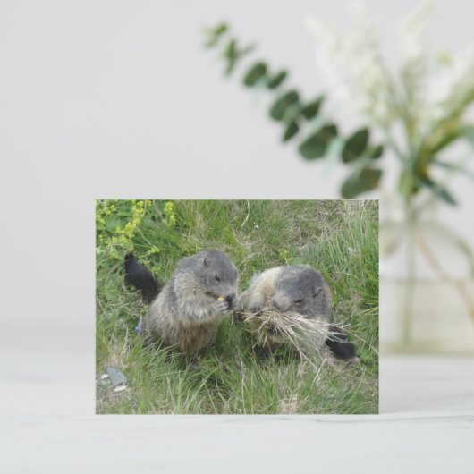Marmots briefkaart (Staand voorkant)