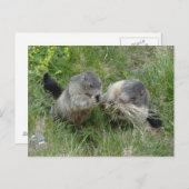 Marmots briefkaart (Voorkant / Achterkant)