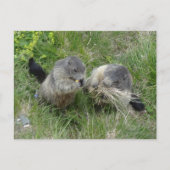 Marmots briefkaart (Voorkant)
