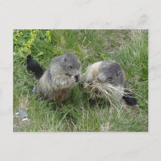 Marmots briefkaart (Voorkant)