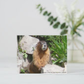 Marmots of the San Juan Mountains, Co... Briefkaart (Staand voorkant)