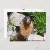 Marmots of the San Juan Mountains, Co... Briefkaart (Voorkant / Achterkant)