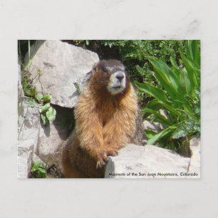 Marmots of the San Juan Mountains, Co... Briefkaart