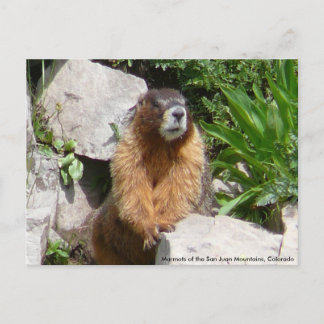 Marmots of the San Juan Mountains, Co... Briefkaart